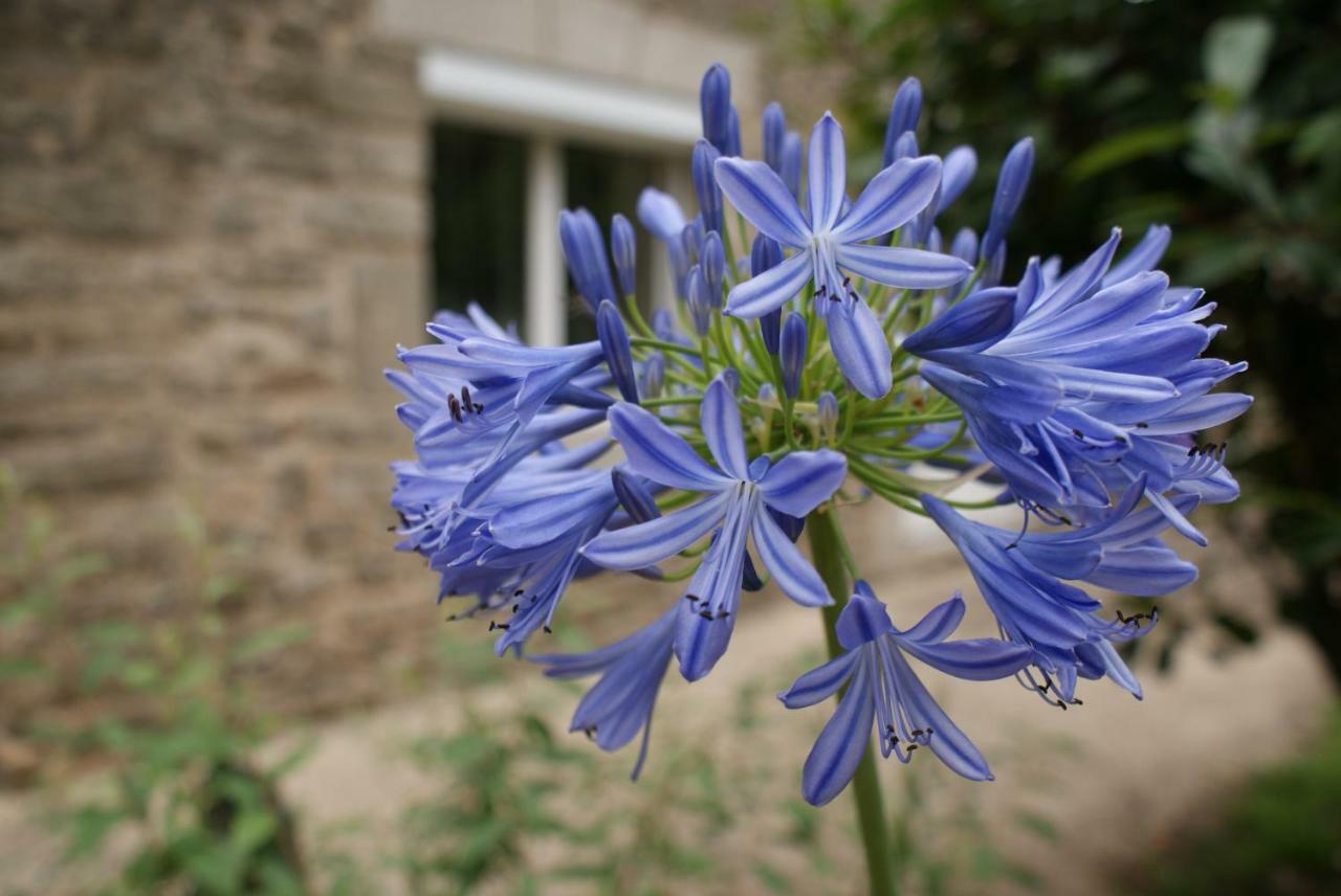 Aux Agapanthes Bed and Breakfast Pluherlin Εξωτερικό φωτογραφία